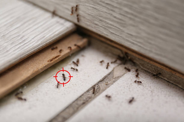 Best Flea Control Services  in Twisp, WA