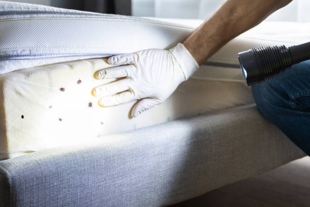 Best Ant Control Services  in Twisp, WA